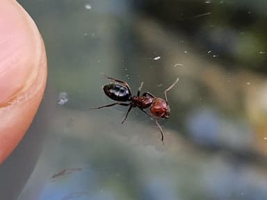Camponotus lateralis photo 16