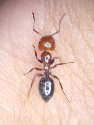 Camponotus lateralis photo 17