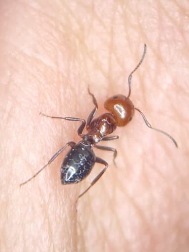 Camponotus lateralis photo 18