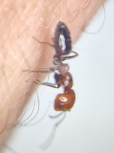 Camponotus lateralis photo 20