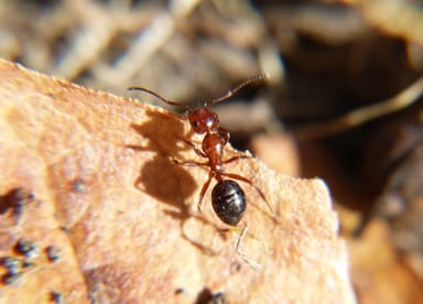 Camponotus lateralis photo 21