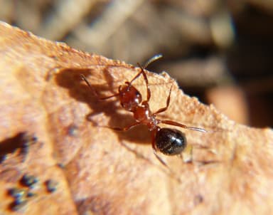 Camponotus lateralis photo 22