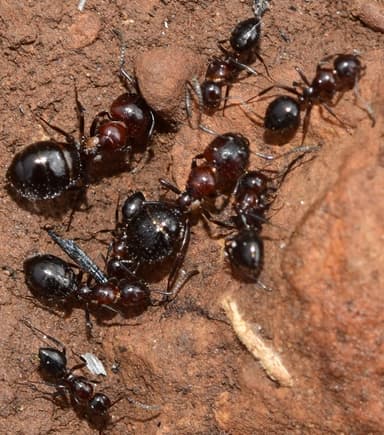 Camponotus lateralis photo 24
