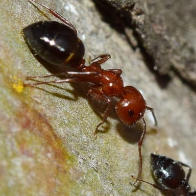 Camponotus lateralis photo 26
