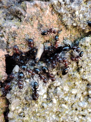 Camponotus lateralis photo 30