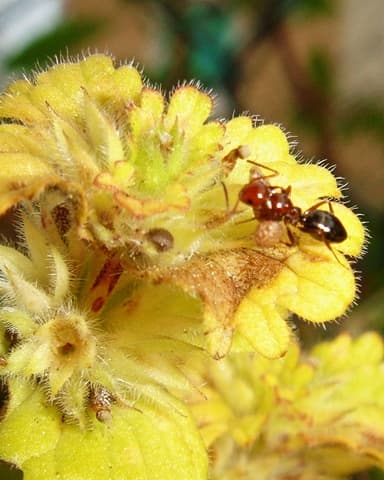 Camponotus lateralis photo 34