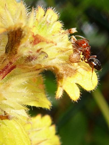 Camponotus lateralis photo 36