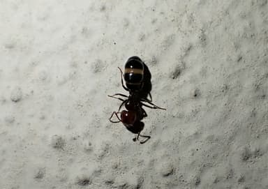 Camponotus lateralis photo 47