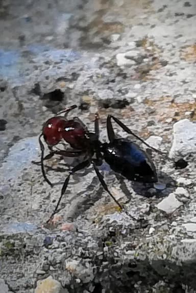 Camponotus lateralis photo 48
