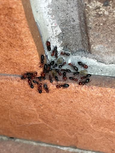 Camponotus lateralis — queen photo 59