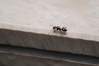 Camponotus lateralis — worker photo 60