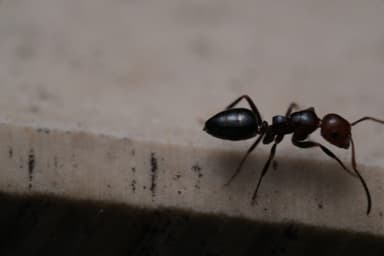 Camponotus lateralis — worker photo 63