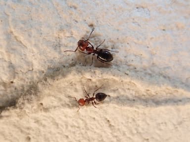 Camponotus lateralis photo 65