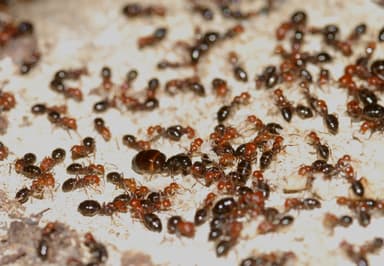 Camponotus lateralis photo 66