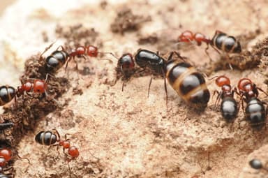 Camponotus lateralis photo 75
