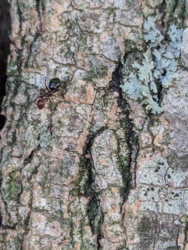 Camponotus lateralis photo 87