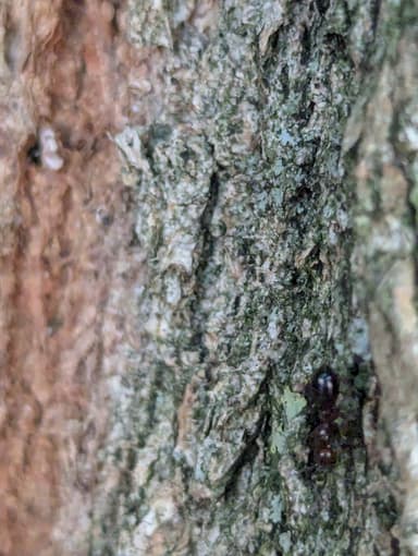 Camponotus lateralis photo 90