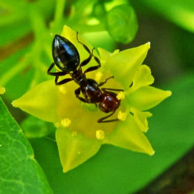 Camponotus lateralis photo 103