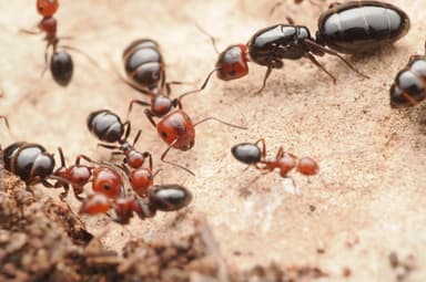 Camponotus lateralis photo 123