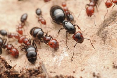 Camponotus lateralis photo 124