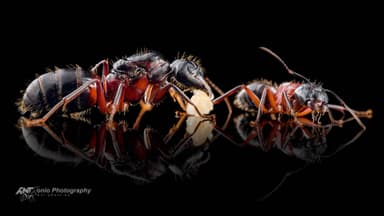 Camponotus ligniperda photo 1