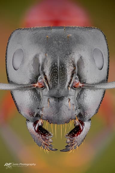 Camponotus ligniperda photo 2