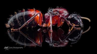 Camponotus ligniperda — queen photo 3