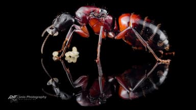 Camponotus ligniperda — queen photo 4
