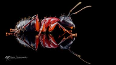 Camponotus ligniperda — worker photo 5