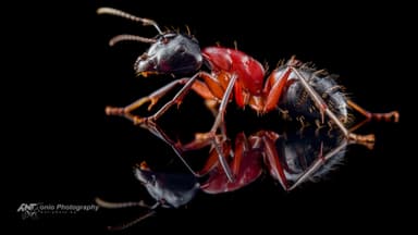 Camponotus ligniperda — worker photo 6