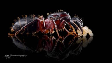 Camponotus ligniperda — queen photo 7