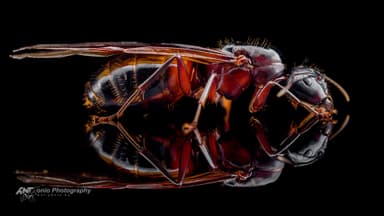Camponotus ligniperda — queen photo 8