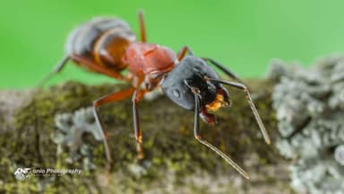 Camponotus ligniperda — worker photo 9