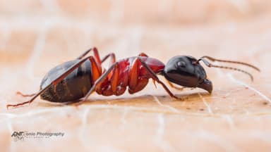 Camponotus ligniperda — worker photo 10