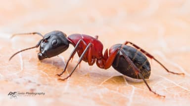 Camponotus ligniperda — worker photo 11
