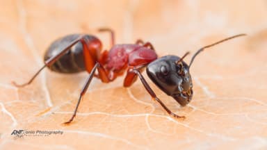 Camponotus ligniperda — worker photo 12