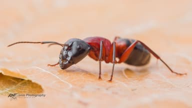 Camponotus ligniperda — worker photo 13