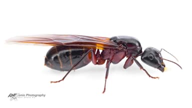 Camponotus ligniperda — queen photo 14