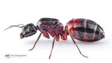 Camponotus ligniperda — queen photo 15