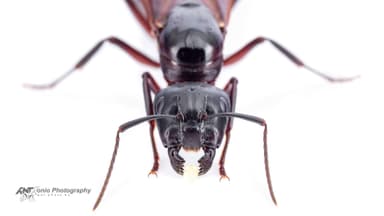 Camponotus ligniperda — queen photo 16