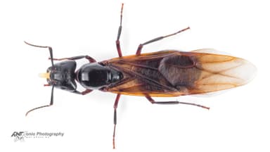 Camponotus ligniperda — queen photo 17