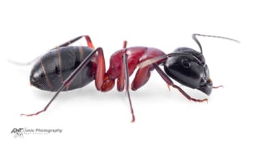 Camponotus ligniperda — worker photo 18