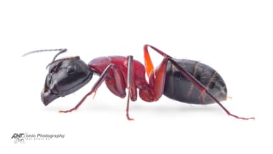 Camponotus ligniperda — worker photo 19