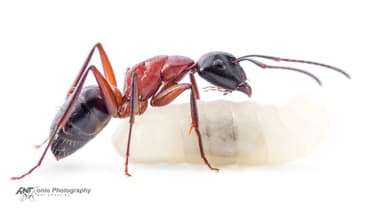 Camponotus ligniperda — worker photo 20