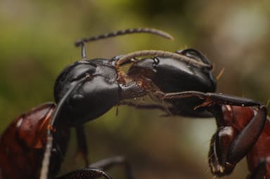Camponotus ligniperda photo 187