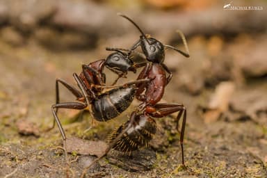Camponotus ligniperda photo 188