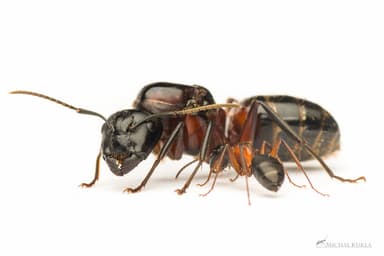 Camponotus ligniperda photo 189