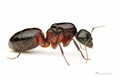 Camponotus ligniperda photo 190