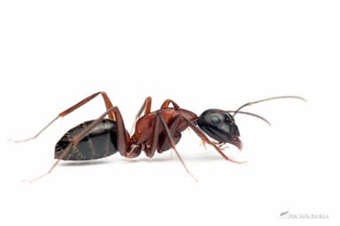 Camponotus ligniperda photo 191