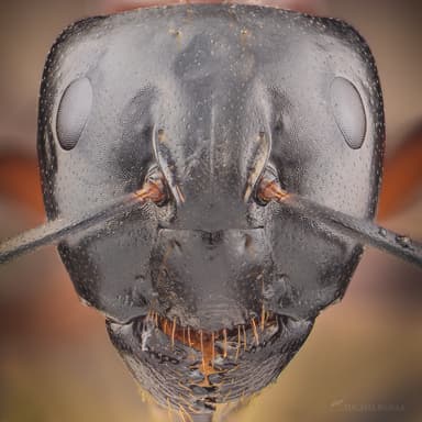 Camponotus ligniperda photo 192